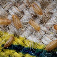 carpet beetle