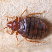 Close up cimex hemipterus on corrugated recycle paper