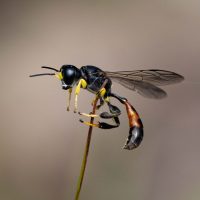 wasp